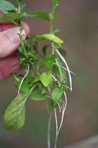 薄荷怎么养殖「薄荷怎么养殖 多久浇一次水」